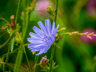 Wall Mural - Close-up of the blue flower on a wild chicory plant that is growing in a meadow on a warm bright summer day in july with a blurred background.