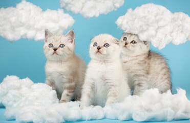 Wall Mural - Three scottish kittens looking intently on a blue background.