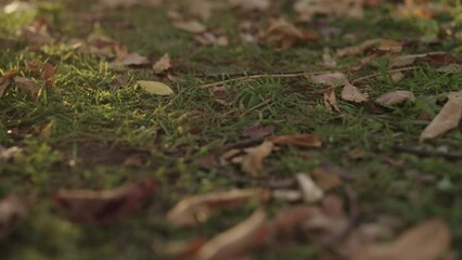 Wall Mural - Slow motion handheld shot of park path with fallen leaves on a ground