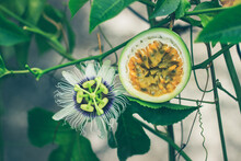Half Cut Passion Fruit With Flower | Passiflora Edulis