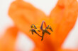 close up of orange flower