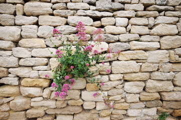 Photo of plants growing on stone walls