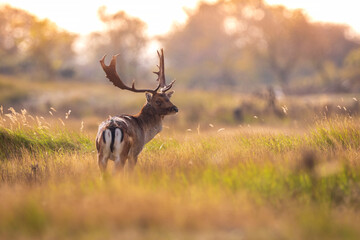 Fallow deer stag, Dama Dama, with big antlers during rutting in Autumn season