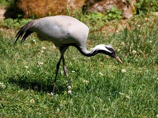 Wall Mural - The demoiselle crane (Anthropoides virgo) seen from profile and walking on grass