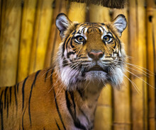 Sumatran Tiger (Panthera Tigris Sumatrae), Rare Tiger Subspecies That Inhabits The Indonesian Island Of Sumatra