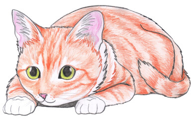 Ginger tabby-white cat with green eyes hunting a prey on white background. Pencil drawing of a cute red kitty