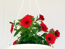A Red Petunia In A Flower Pot Suspended On A Light Wall. Close-up. Bright Beautiful Background With Red Petunia Flowers.