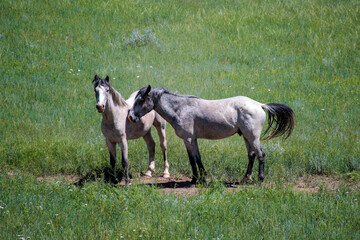 Two grey wild stallions horses stand in a field at Theodore Roosevelt National Park in North Dakota