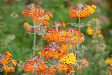 Colourful Orange Primrose 'Candelabra' Hybrids In Flower