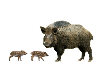 Poster - wild old boar with little piglets on a white background