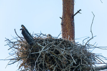 Wall Mural - young storks  in a nest high up in the tree on a nice summer day