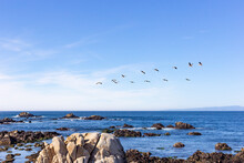  Pelicans Flying Over Ocean