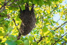 There Is A Bee Nest On A Tree. A Swarm Of Bees Settled On A Tree Branch.