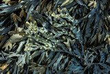 Fototapeta  - Fresh marine edible seaweed fucus as an abstract background
