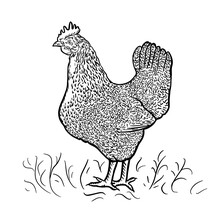 Graphically Drawn Hen . Hand Drawn Retro Bird Picture In Engraving Style. Vector Illustration.