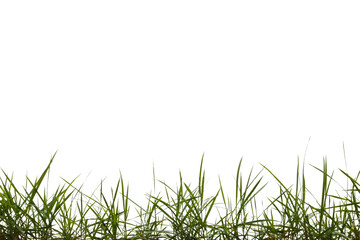 Sticker - Grass isolated on white background. Save with clipping path.