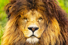 (Panthera Leo) A Male Majestic Lion With A Magnificent Mane