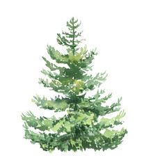 watercolor forest fir tree illustration. evergreen graphic isolated on white background. woodland ha
