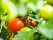 Culture De Tomates Rouges Et Bien Mûres Dans Le Jardin D'un Particulier