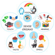 Vector illustration with five human senses: touch, hearing, sight, smell, taste. Infographics with five senses labeled scheme to receive sensory information