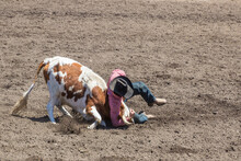 A Rodeo Cowboy Is Wrestling A Steer To The Ground In A Steer Wrestling Event At A Rodeo. The Steer Is White And Brown. The Cowboy Is Wearing A Red Shirt, Black Hat And Blue Jeans, The Arena Is Dirt.