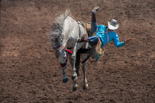 A Rodeo Cowboy Is Falling Off On The Left Side Of A Bucking Bronco. The Horse Is White. The Rider Has A Blue Shirt And A White Hat. The Horse Has All 4 Legs Off The Ground. The Arena Is Dirt.