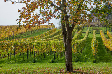 Wall Mural - Weinfelder im Frühherbst, Geilweilerhof, Südpfalz