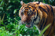 Close-up of a Sumatran  tiger in a jungle