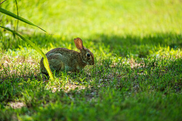 Wall Mural - rabbit in the grass