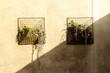 Plants on the wall