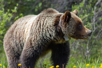 close up grizzly bear with tracking devise and ear tag