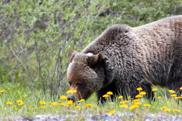Wall Mural - Grizzly Bear walking in grass eating dandelions on bright sunny day. close up