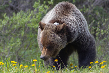 Wall Mural - collared grizzly bear on roadside eating dandelions 