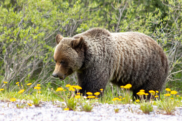Wall Mural - grizzly bear eating dandelions up close