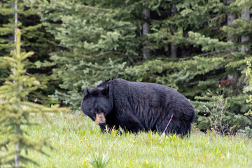 Wall Mural - black bear in the forest