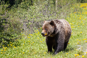 Wall Mural - grizzly bear walking towards camera with dandelions in her mouth