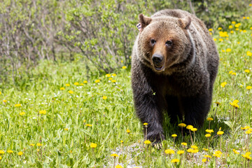 Wall Mural - Grizzly Bear walking in grass eating dandelions on bright sunny day. close up