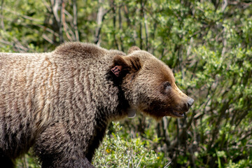 Wall Mural - grizzly bear side profile