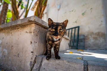 Poster - cat on the street