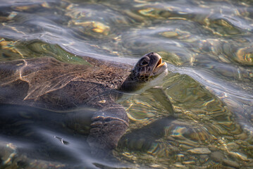 Wall Mural - turtle swimming in the water