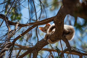 Poster - cat on a tree