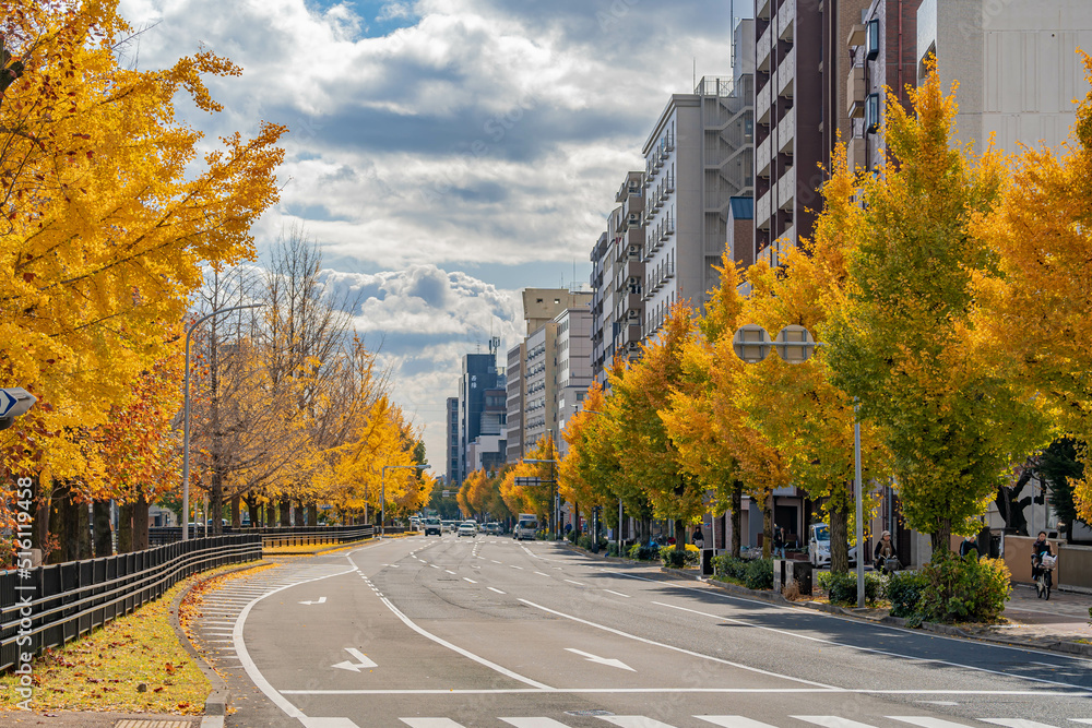 『秋の銀杏並木』 葛飾区】区内で美しく紅葉した銀杏並木を堪能！ 周辺には子連れ