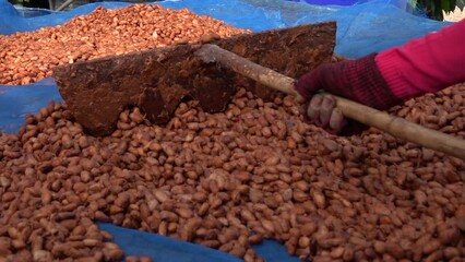 Wall Mural - Fresh cocoa beans are fermented with yeast before drying in the sun, These dried cocoa beans serve as the fundamental ingredient for the chocolate.