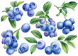 Set of Blueberries on an isolated white background. watercolor hand drawn berries