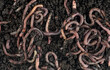 Group of earthworms in black soil as background, top view. Gardening concept. Garden compost and worms.