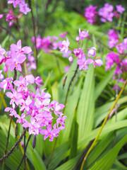Wall Mural - pink orchid bouquet and green leaves
