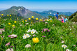 Urlaub im Kleinwalsertal, Österreich: Wanderung in der Nähe von Baad zum Grünhorn - blühende Almwiese mit bunten Blumen, Hintergrund Familie und Berge