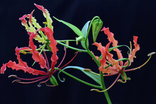 The Beauty Of A  Flame Lily (Gloriosa Superba) In Full Bloom. This Beautiful Flower That Seems Luxurious Grows Wild In Tropical Forests In Indonesia.