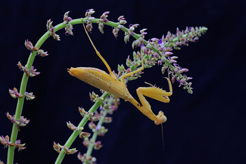 A yellow praying mantis is looking for prey in a wildflower on a black background. This insect has the scientific name Hierodula sp. 