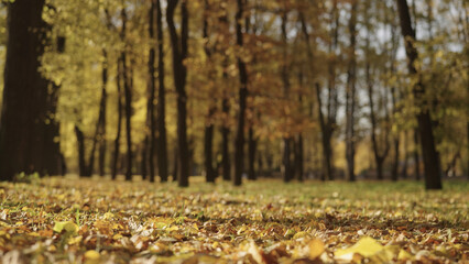 Wall Mural - background of autumn park with falling leaves